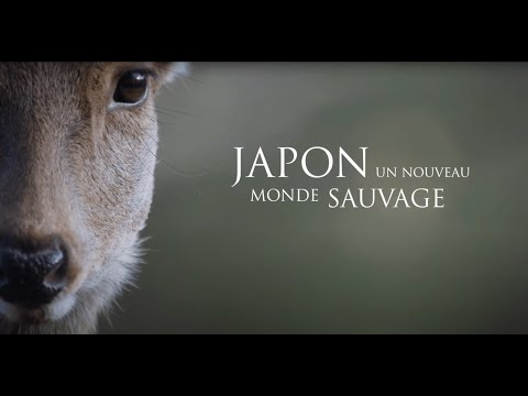 Japon, un nouveau monde sauvage