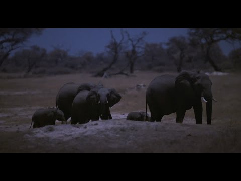 La nuit des éléphants